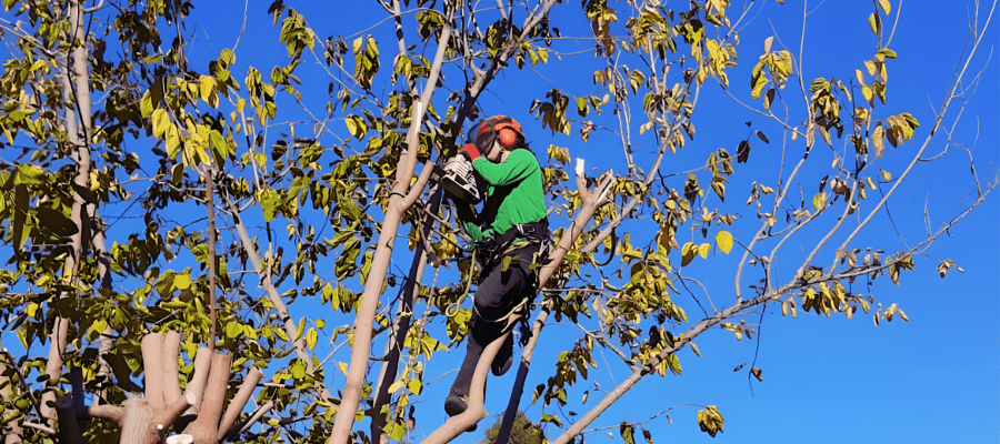 Cooperativa Rizoma